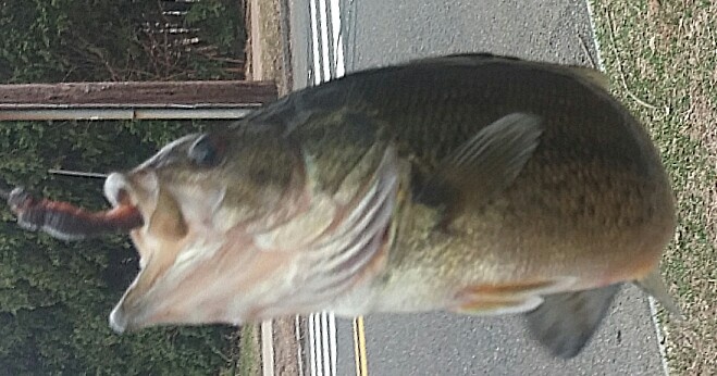 Largemouth