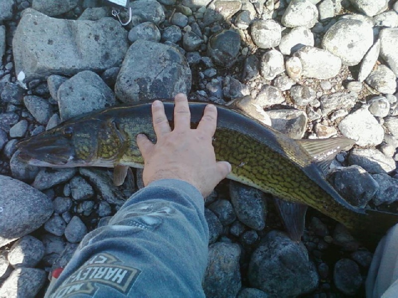 3 lb pike watuppa