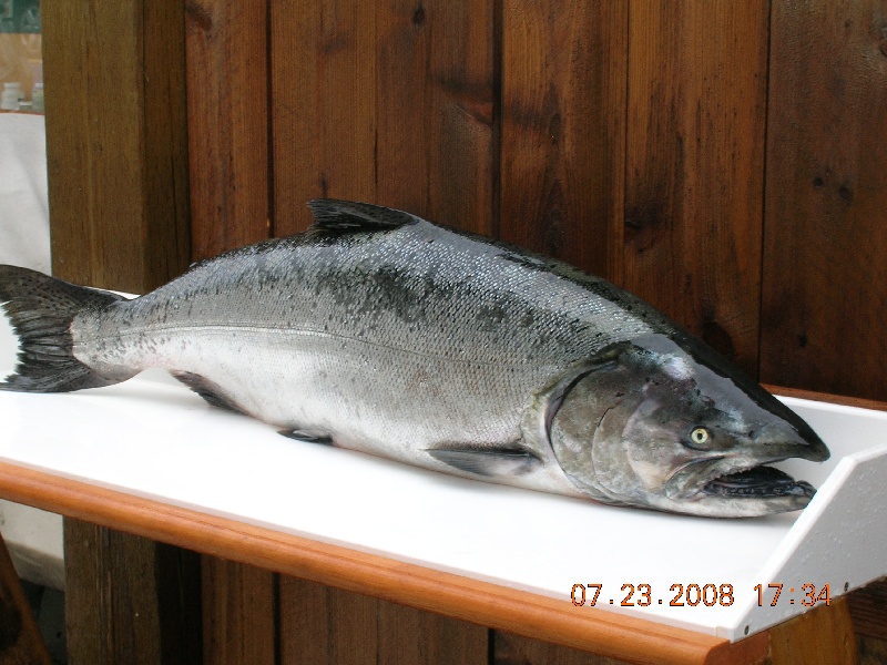 King Salmon on Fillet Table