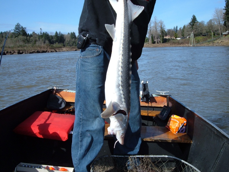 White Sturgeon