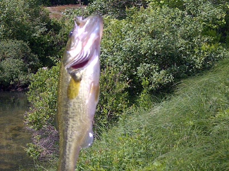 Summer Bass