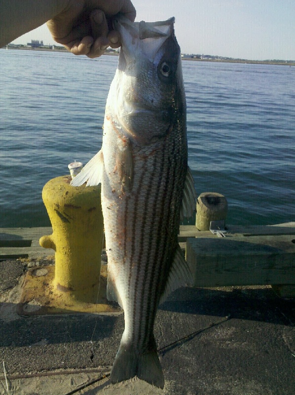 First Striper of 2011