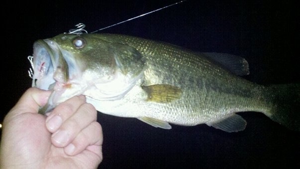 Night Spot, on dock.