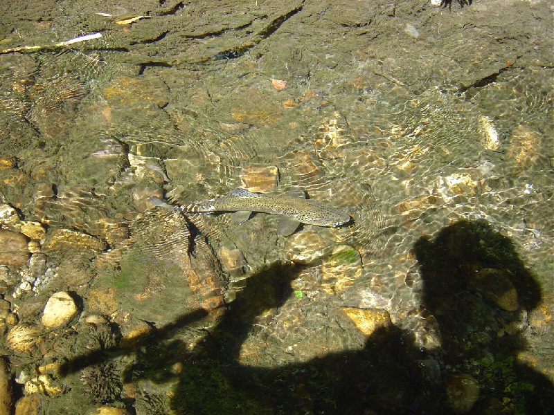 Nice Browns near Weston