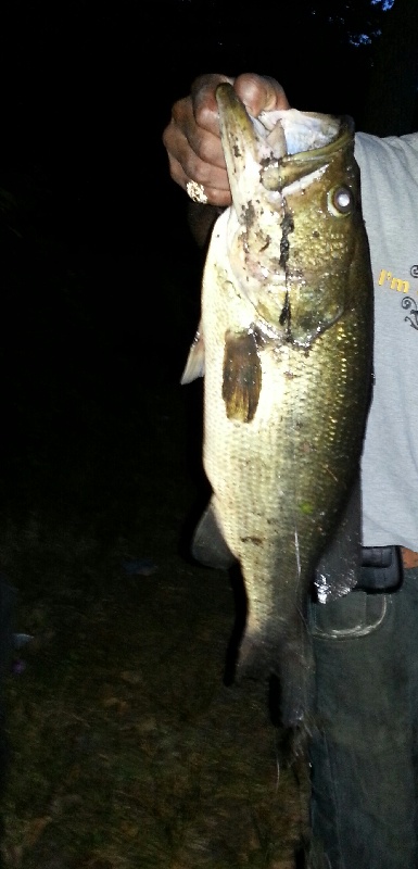 trophy 8 pound bass