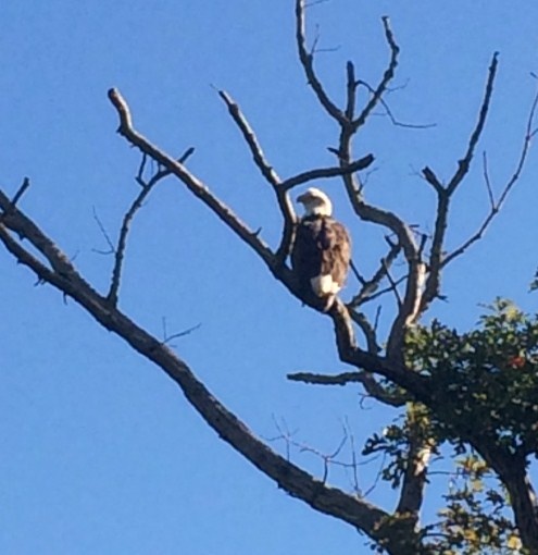 BALD EAGLE