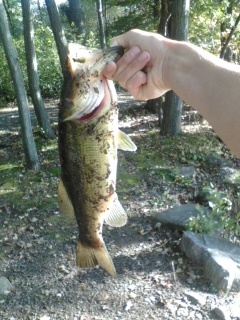 Largemouth Bass