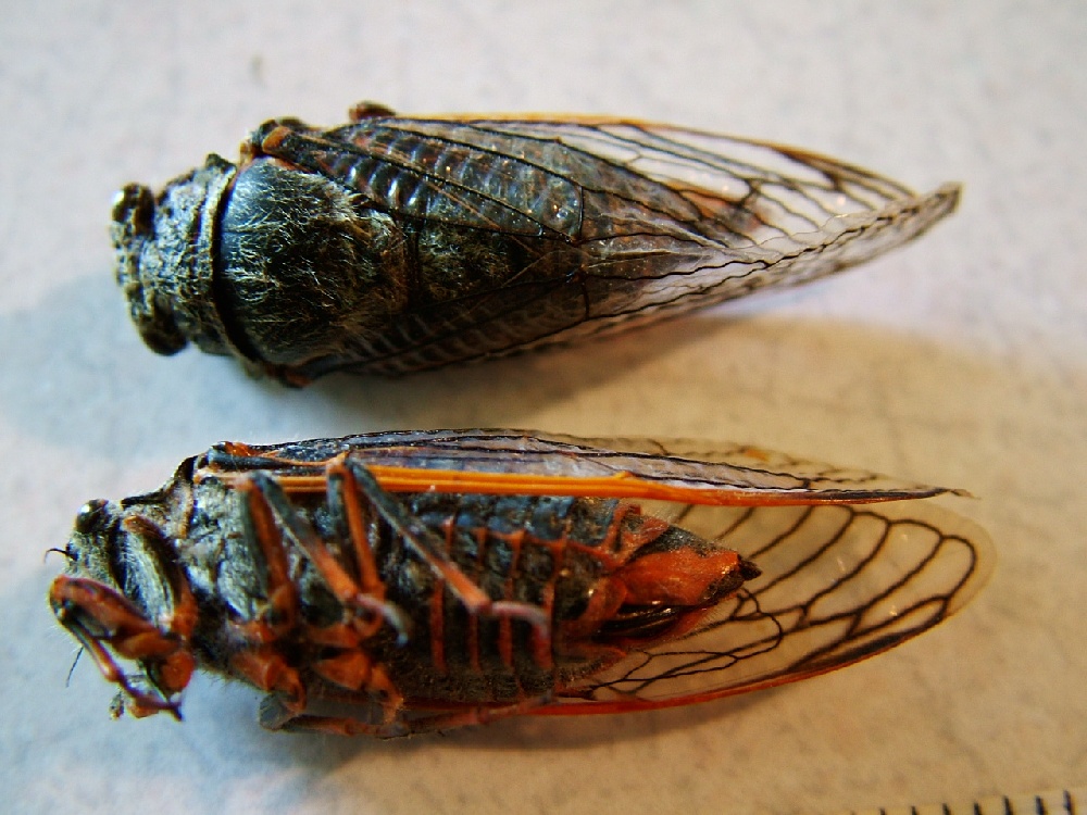 cicada